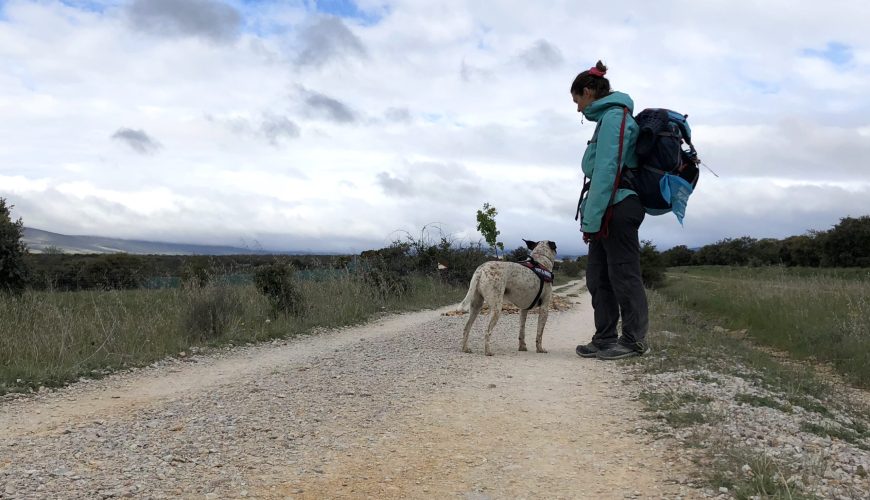Camino de Santiago con Perro