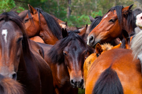 RAPA DAS BESTAS SABUCEDO